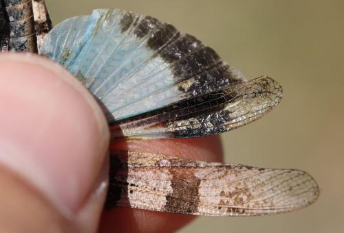 Oedipoda caerulescens caerulescens